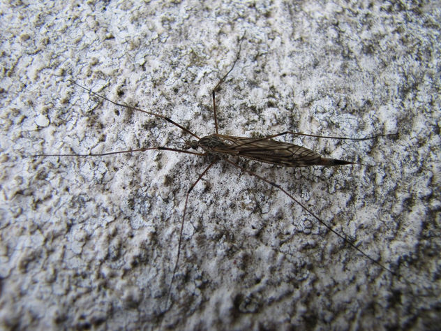 CRANE FILIES - TIPULA dorsimacula - INSECTOS DE ARGENTINA