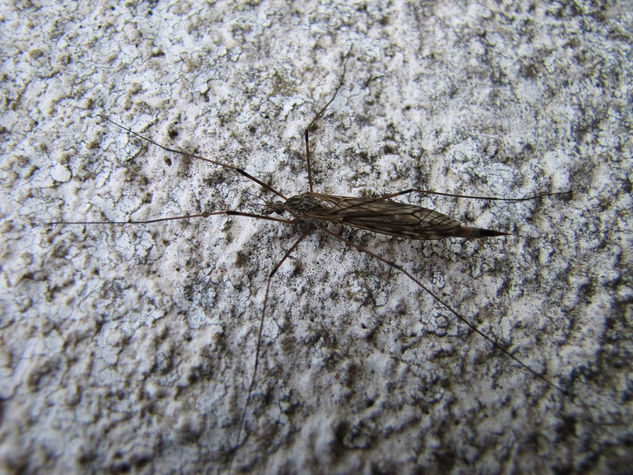 CRANE FILIES - TIPULA dorsimacula - INSECTOS DE ARGENTINA Naturaleza Color (Digital)