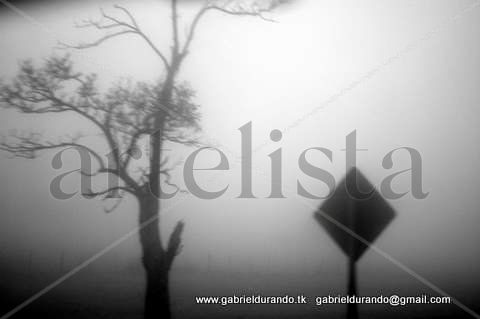 Fog