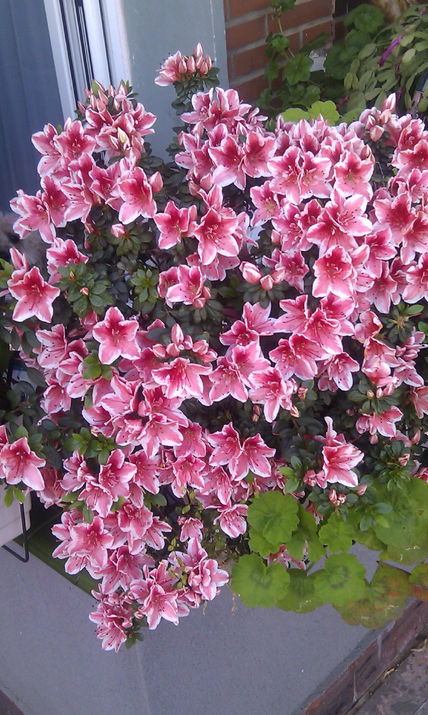 Las azaleas de mi...