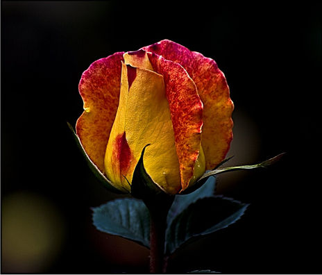 Una Rosa