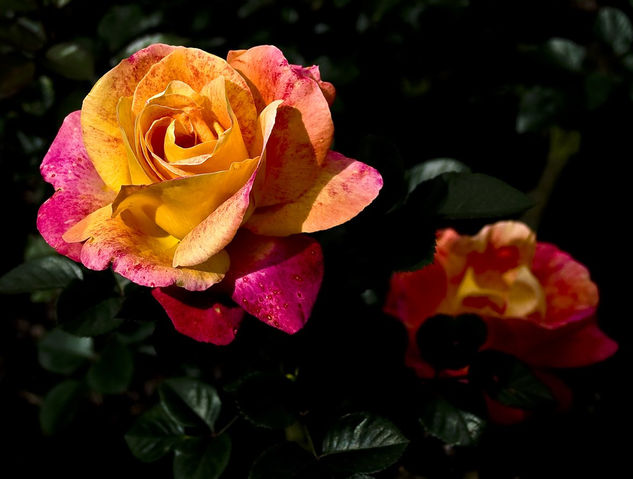 Dos Rosas Naturaleza Color (Digital)