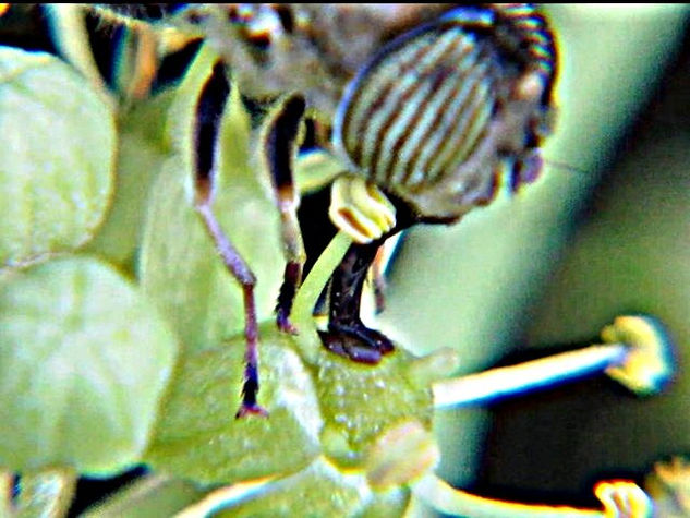 ERISTALINUS TAENIOPS 2 - INSECTOS DE ARGENTINA Naturaleza Color (Digital)