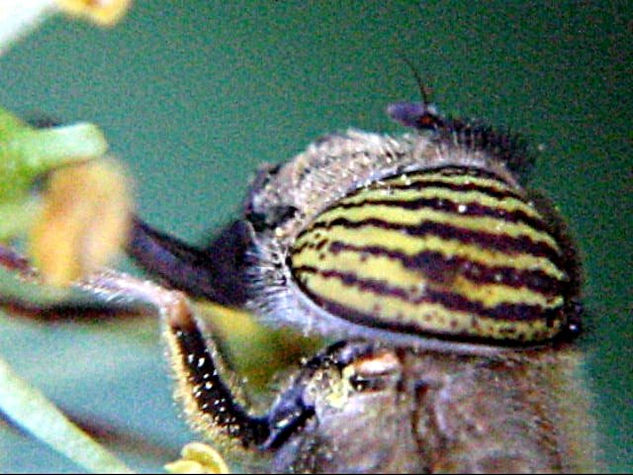 ERISTALINUS TAENIOPS 3 - INSECTOS DE ARGENTINA Nature Color (Digital)