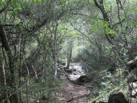 Camino