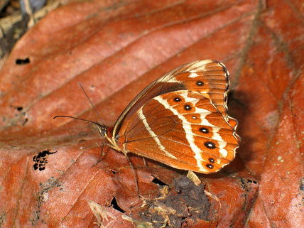 Mariposa parque megua