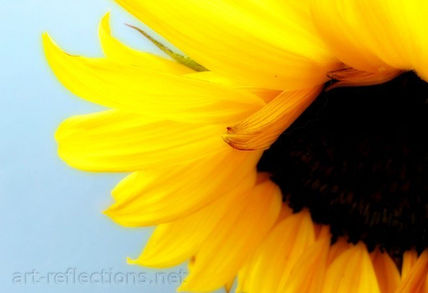 Girasol