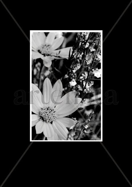 Blanco y Negro