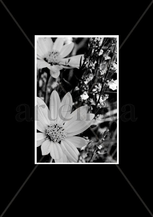 Blanco y Negro