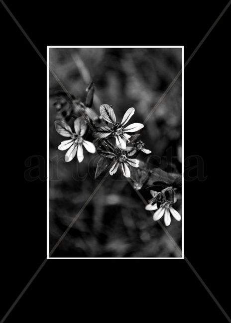Blanco y Negro