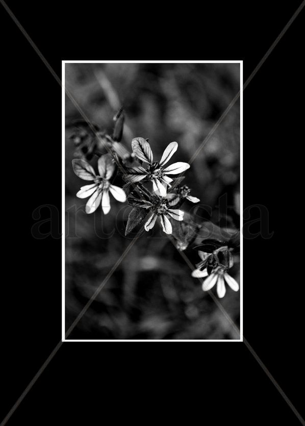 Blanco y Negro