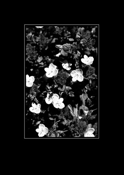 Blanco y Negro