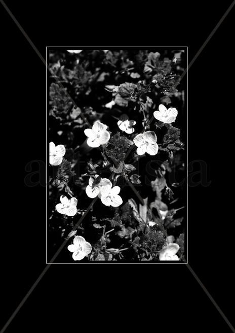 Blanco y Negro