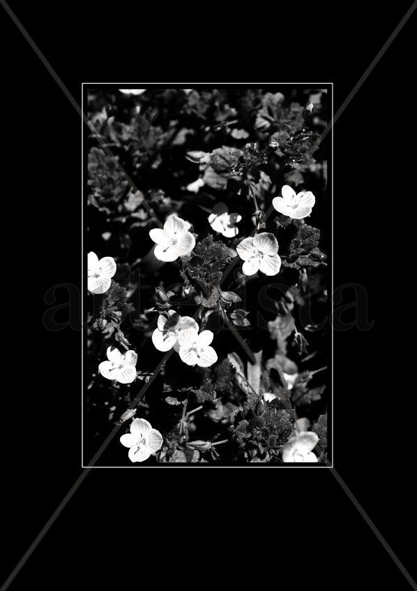 Blanco y Negro