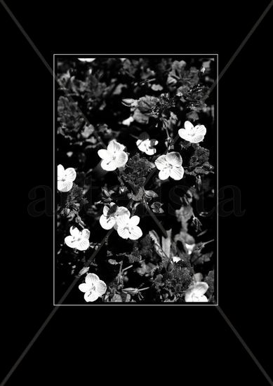 Blanco y Negro Nature Black and White (Digital)