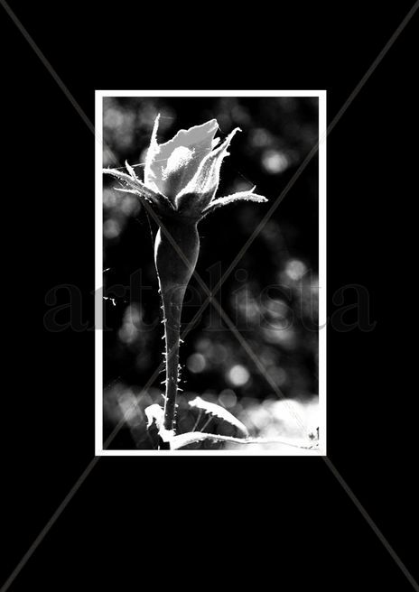 Blanco y Negro