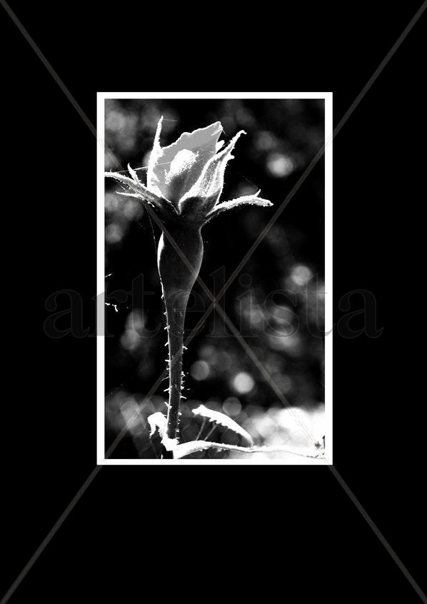 Blanco y Negro
