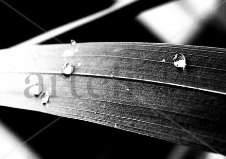 Blanco y Negro