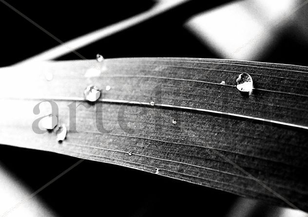 Blanco y Negro