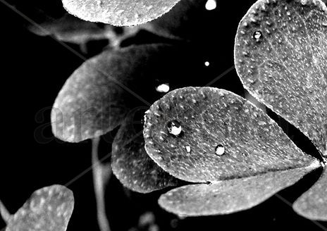 Blanco y Negro