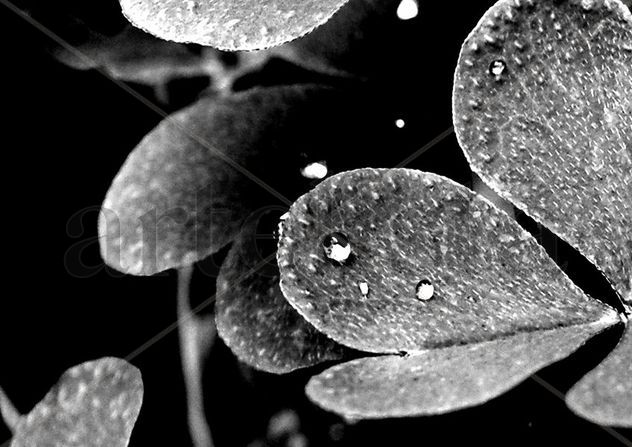 Blanco y Negro