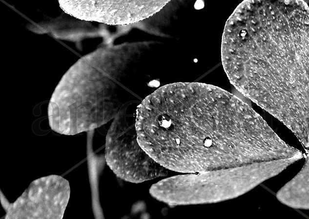 Blanco y Negro Naturaleza Blanco y Negro (Digital)