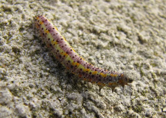TRANSFORMACIÓN DE UNA ORUGA DIFERENTE I - INSECTOS DE ARGENTINA