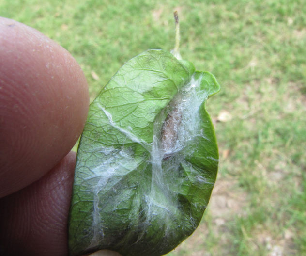 TRANSFORMACIÓN DE UNA ORUGA I - INSECTOS DE ARGENTINA