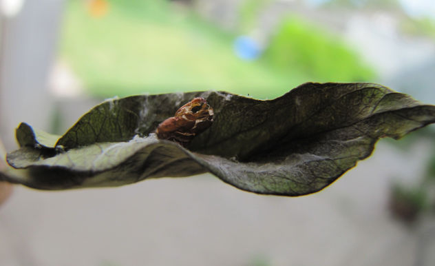TRANSFORMACIÓN DE UNA ORUGA II