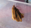 TRANSFORMACIÓN DE UNA ORUGA III - INSECTOS DE ARGENTINA