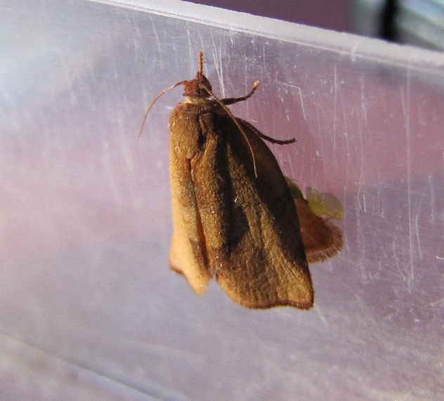 TRANSFORMACIÓN DE UNA ORUGA III - INSECTOS DE ARGENTINA