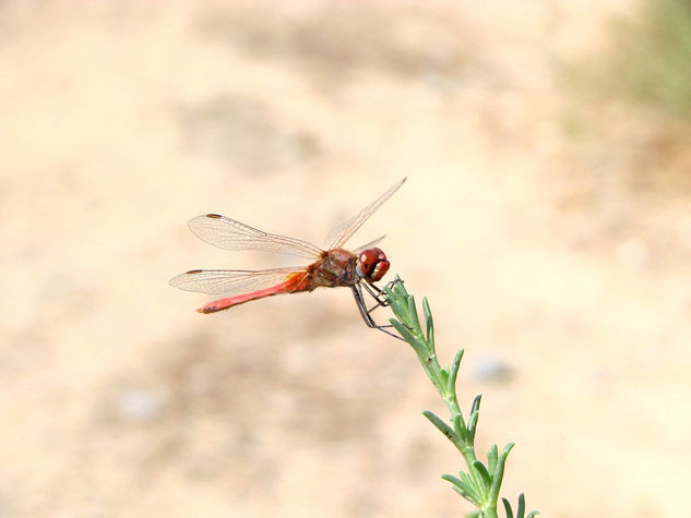 Libélula Nature Color (Digital)