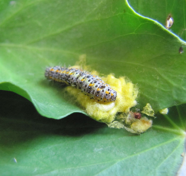 TRANSFORMACIÓN DE UNA ORUGA DIFERENTE II - Cotesia congregata - INSECTOS DE ARGENTINA