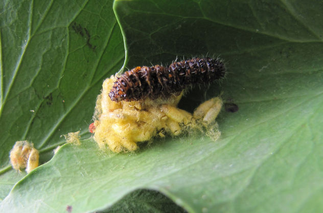 TRANSFORMACIÓN DE UNA ORUGA DIFERENTE III - Cotesia congregata - INSECTOS DE ARGENTINA