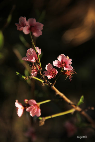 lovely Naturaleza Color (Digital)