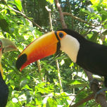 Aves thumbnail 2