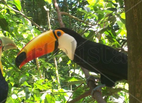 Tucanos 2