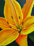 Lilium