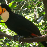 Aves thumbnail 1