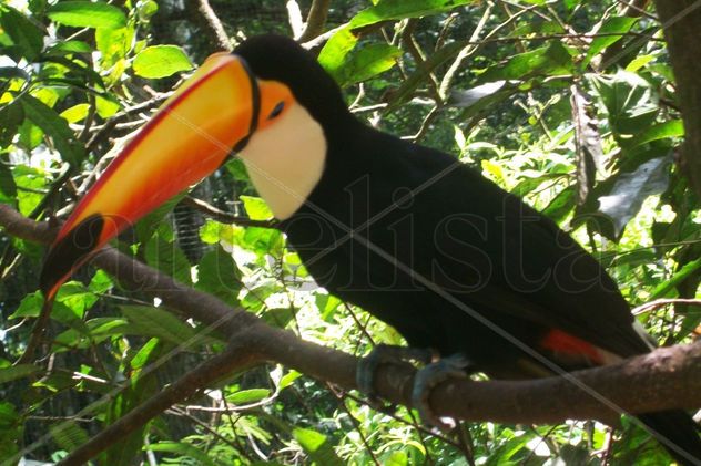 tucano 1