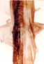 Fracción de animal marino
