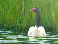 Cisne