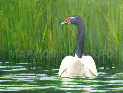 Cisne