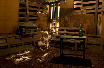 Galgo