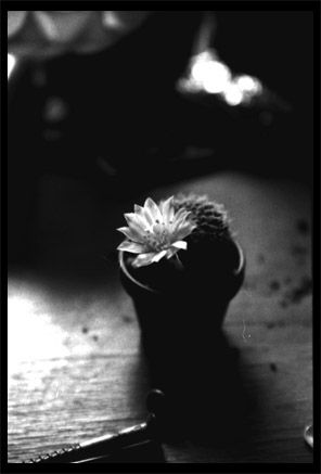 Flor blanca Still lifes Black and White (Manual)