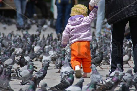 Entre palomas.