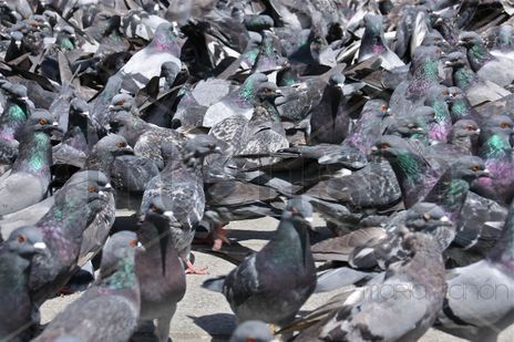 Palomas.