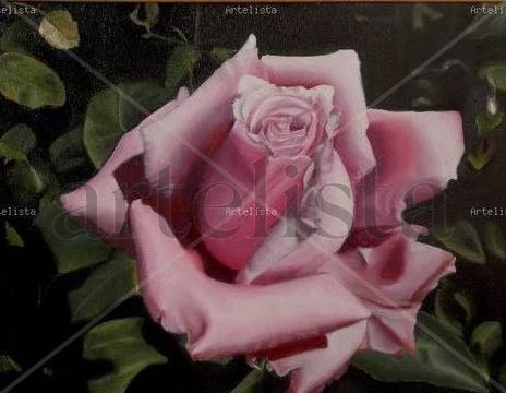 Rosa malva