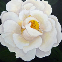 Rosa blanca