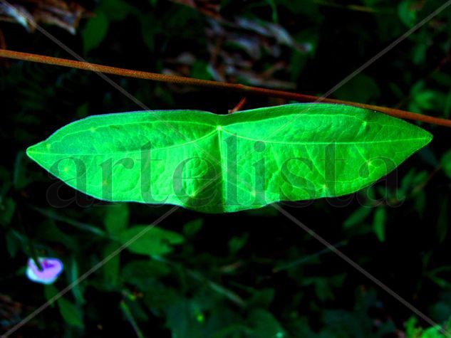 HOJA MARIPOSA Naturaleza Color (Digital)